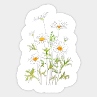 white Margaret daisy ink and watercolor Sticker